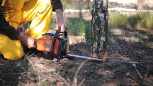 Reliable Forest Ranch, CA Tree Removal Services Solutions