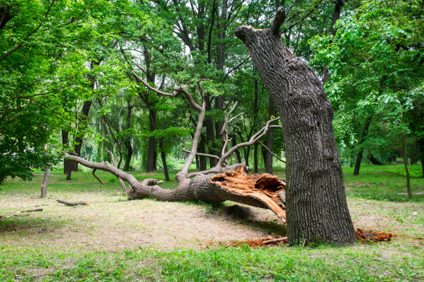 Best Seasonal Cleanup (Spring/Fall)  in Forest Ranch, CA