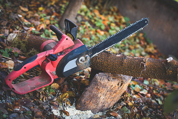 How Our Tree Care Process Works  in  Forest Ranch, CA